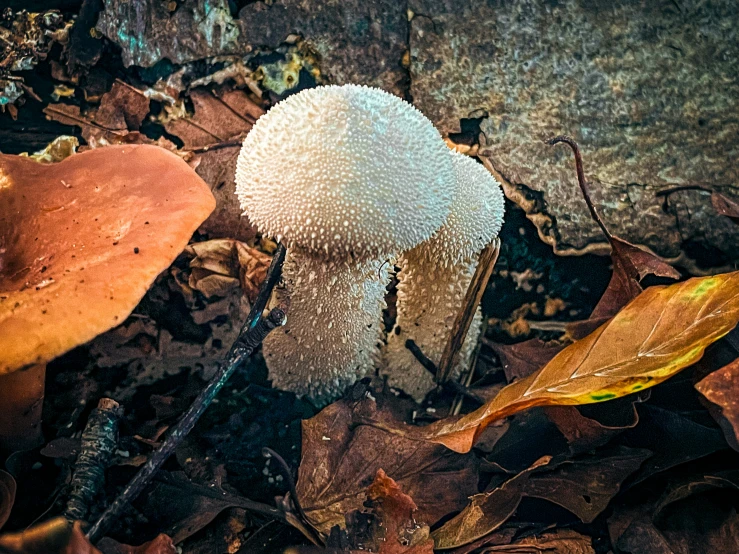 some very pretty small white mushrooms in the leaves