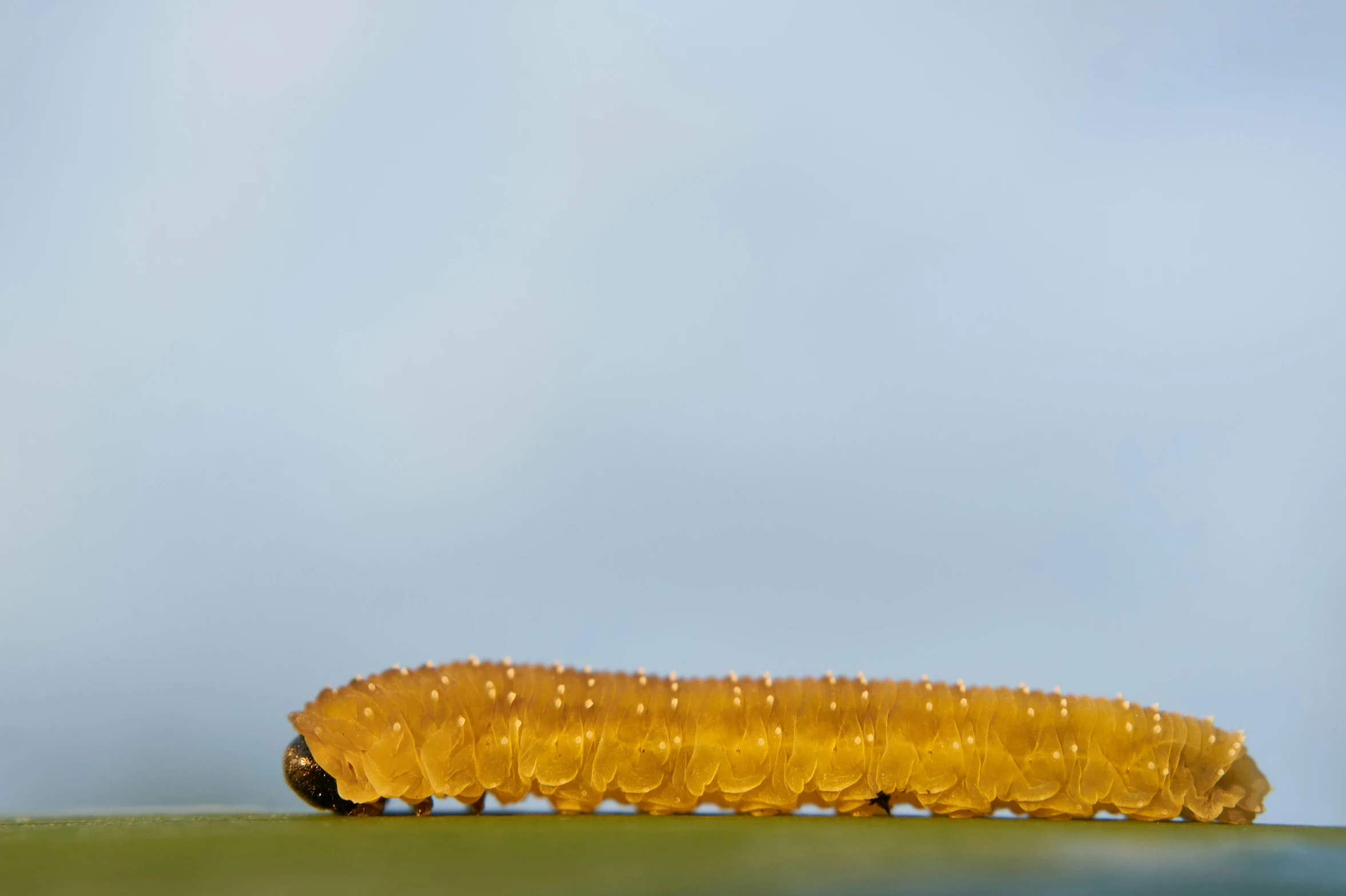 the caterpillar on the leaf is ready to eat