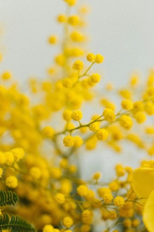 closeup of yellow flowers against blue sky background