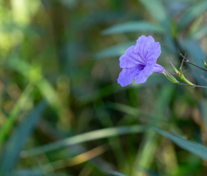 purple flower with green stems is blooming