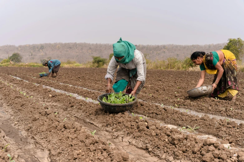 two women working in a field on their daily harvest