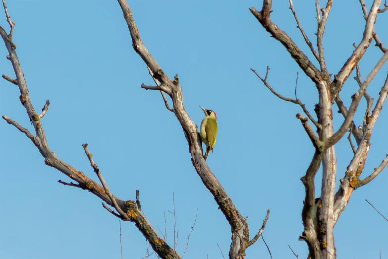 two birds are perched in the top of the nches