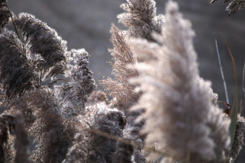 a plant covered in frosting with snow on the bottom of it