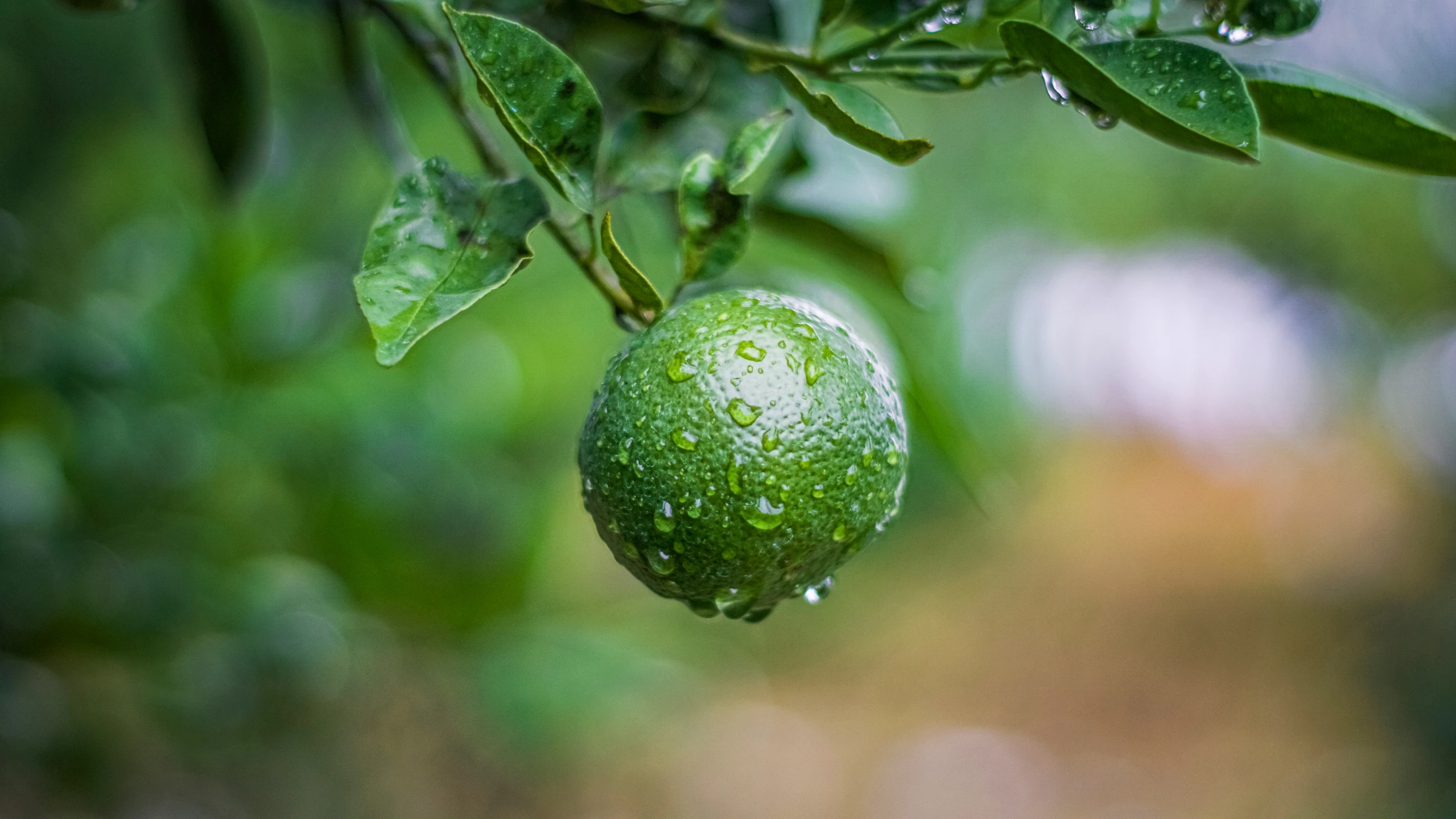 a fruit on a tree with drops of water hanging from it