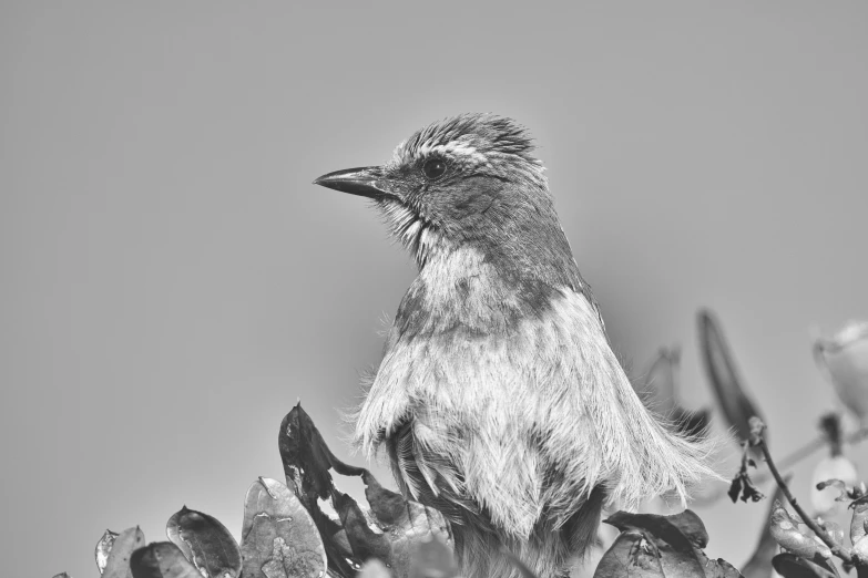 a bird is perched on a flower in black and white