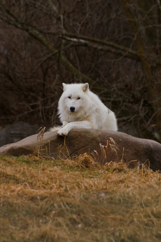 a white wolf resting on top of a rock in the woods