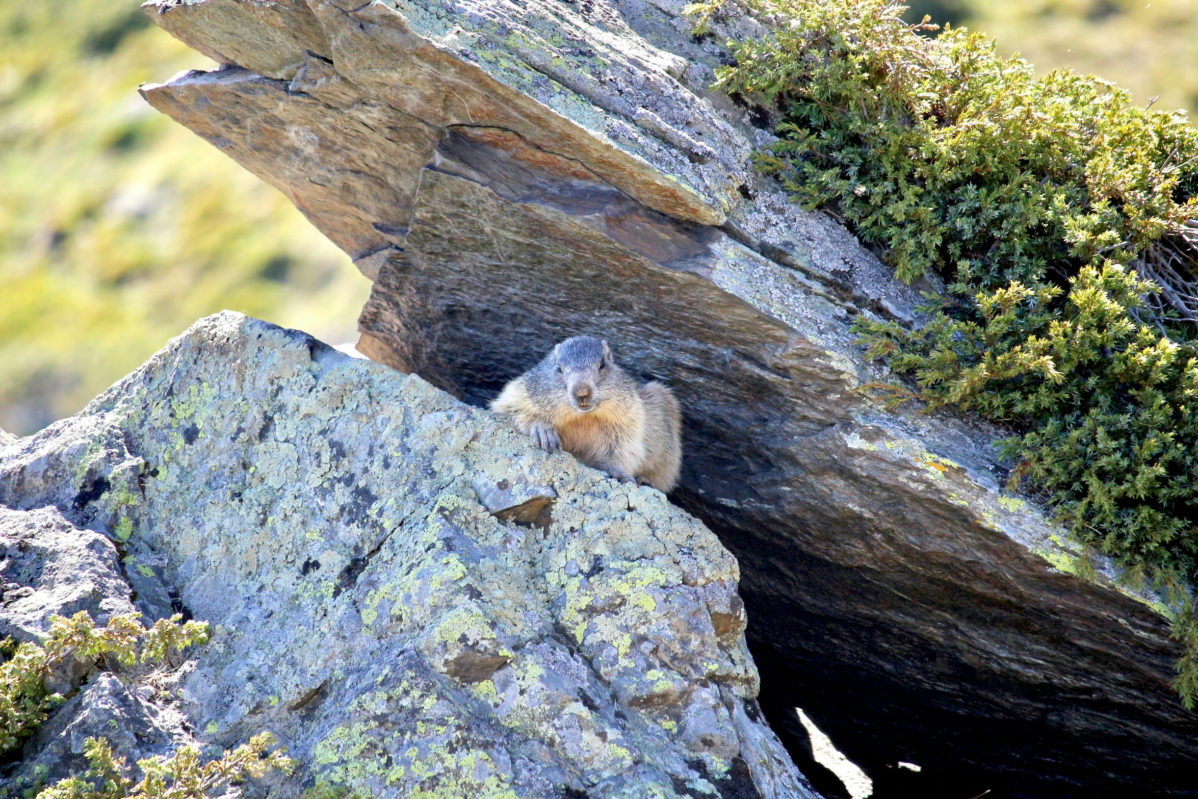 a ground squirrel is sitting at the base of a large tree