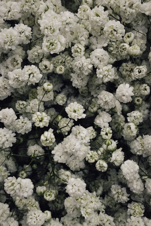 many white flowers on the side of the street