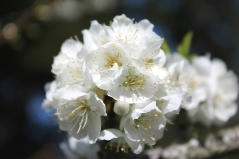 the small white flowers are sitting in a vase