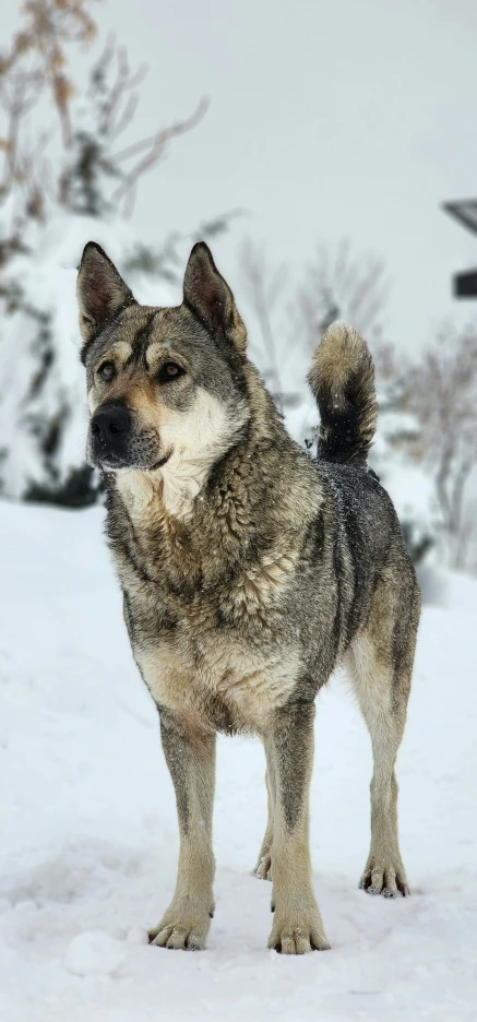 a wolf in the snow looking up at the camera