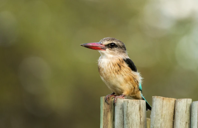 the bird with the black on its body is sitting on a wooden fence post