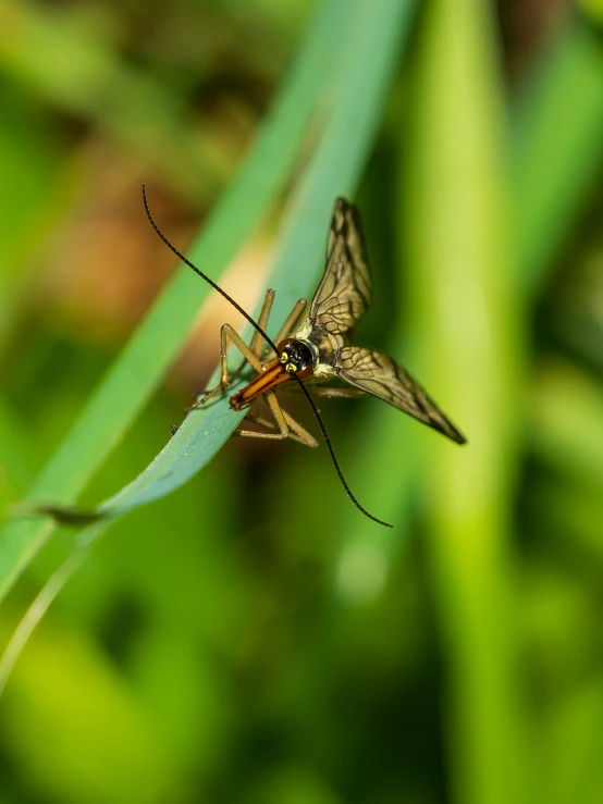 a erfly sitting on top of a leaf