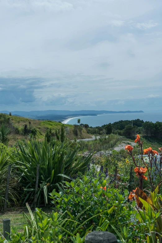 some plants and trees and the ocean