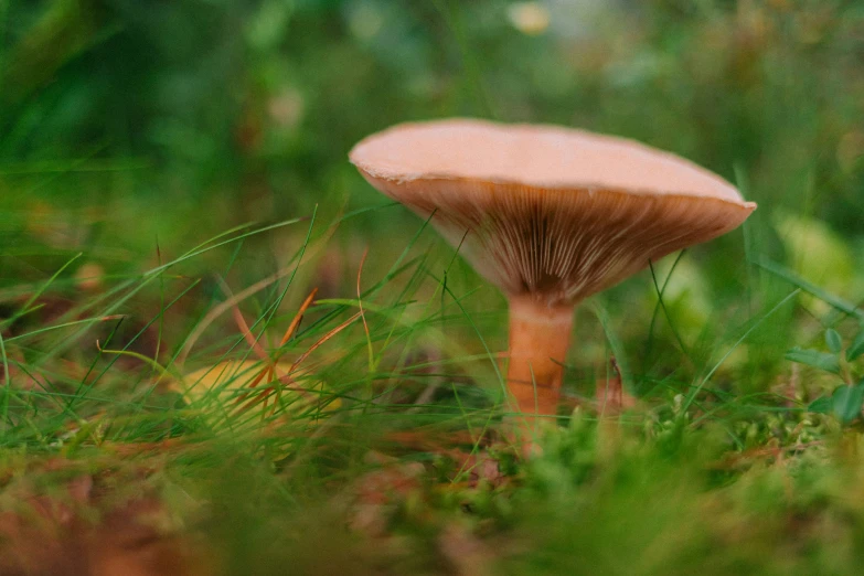 the mushroom is in a grassy area, possibly for its owner