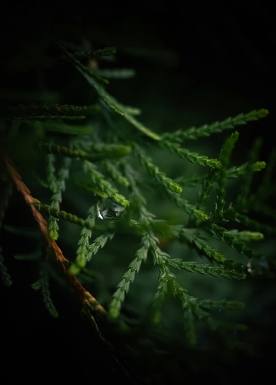 the green leaves are almost dark in the night