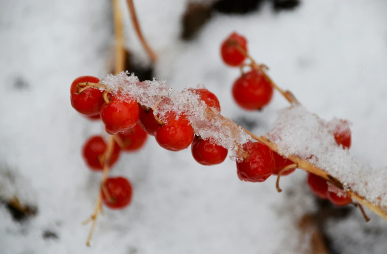 some berries that are sitting on some ice