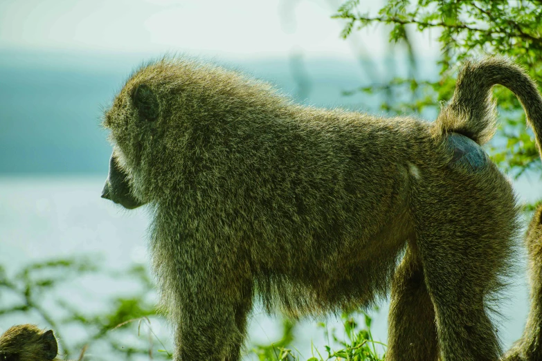 a monkey that is standing in the grass