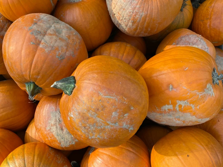 close up picture of orange pumpkins piled in rows