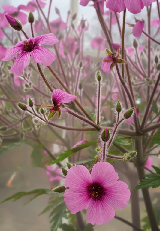 close up image of several pink flowers