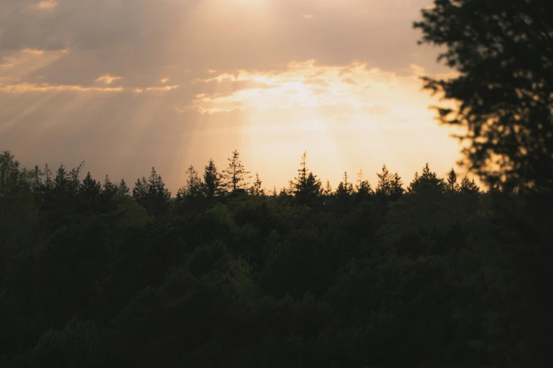 the view of a field and some trees