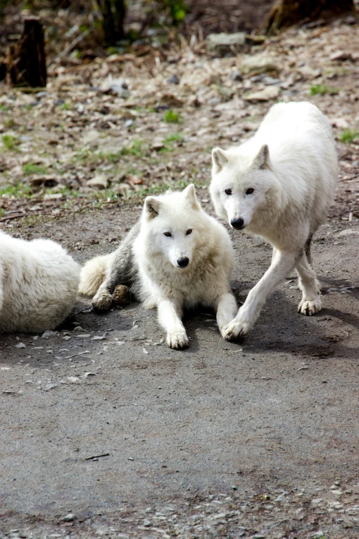 two polar bears walking in opposite directions by another bear