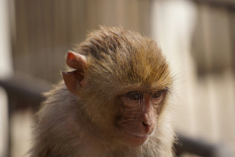 a monkey is looking at the camera and standing behind a fence