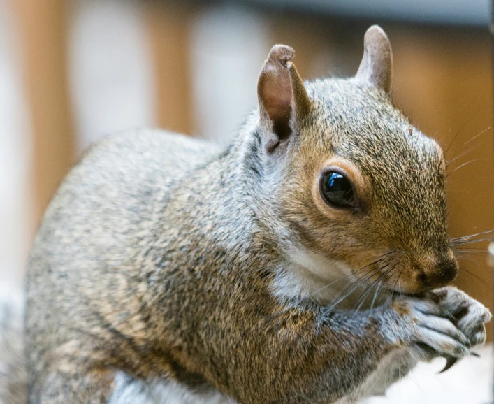 a squirrel with its foot on a fence