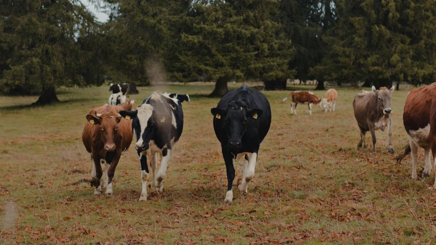 a herd of cows walking across a grass covered field