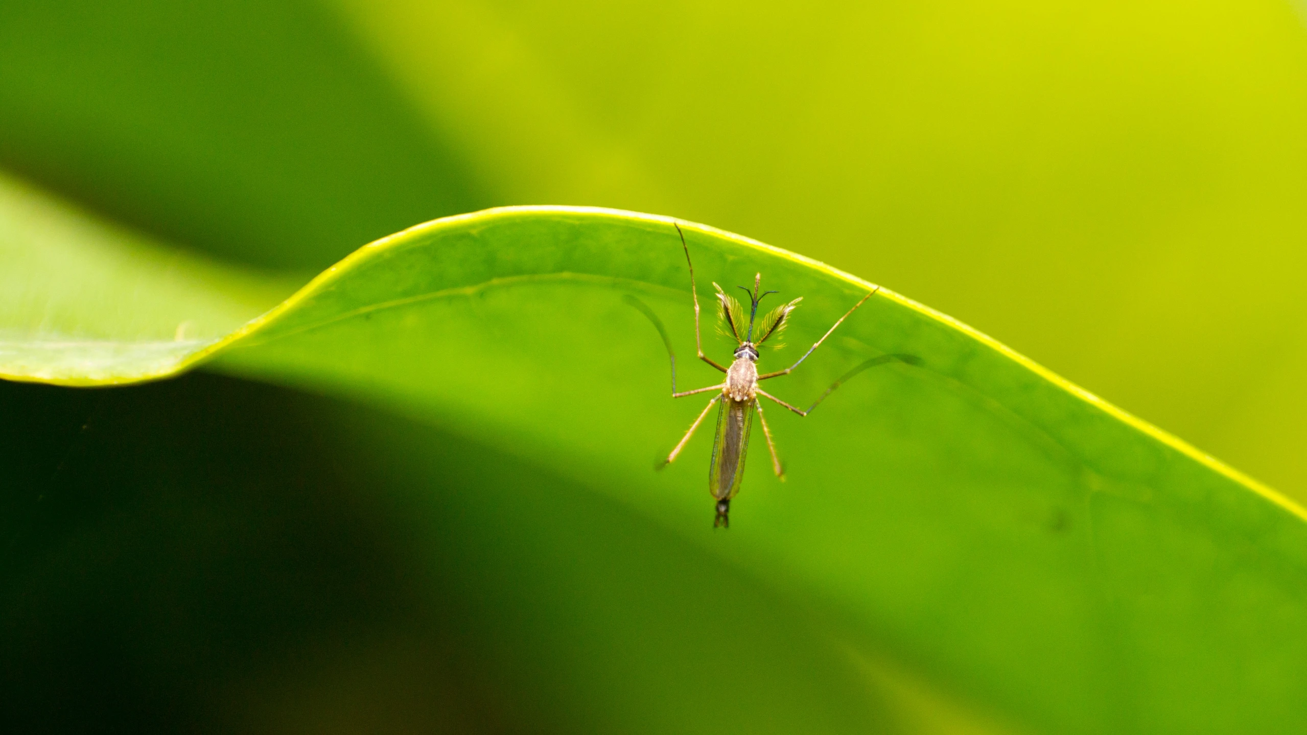 a spider on top of some green leaf