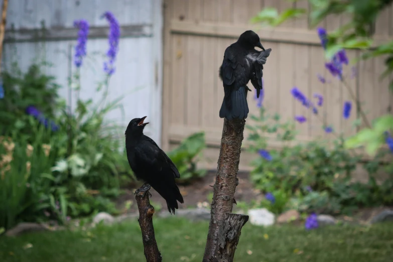 two black birds perched on top of tree limbs