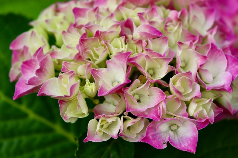 a pink and white flower sitting on top of a green leaf