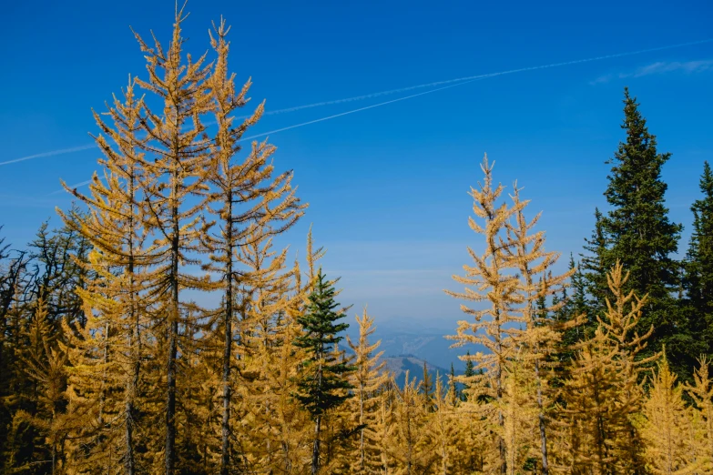 some tall trees and some dirt on a hill