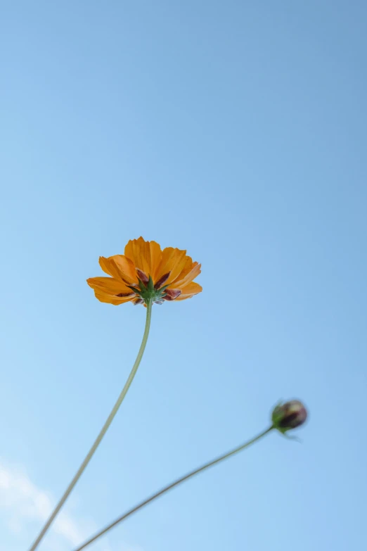 two orange flowers against the sky in front of blue