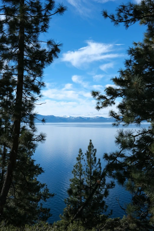 the view out to sea through some evergreen trees