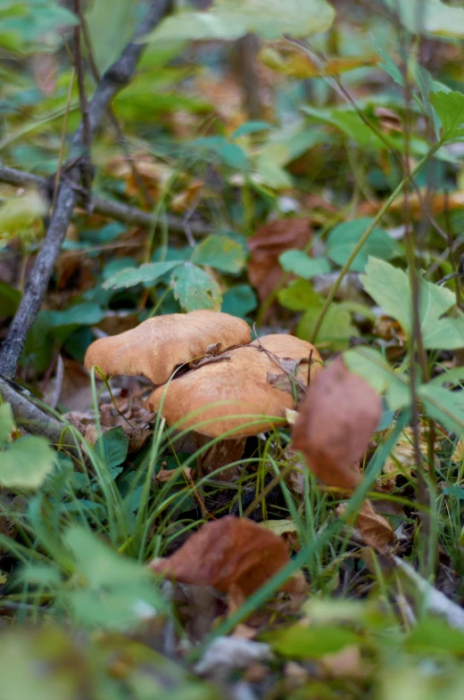 mushrooms and leaves litter in the woods with a leaf in the foreground