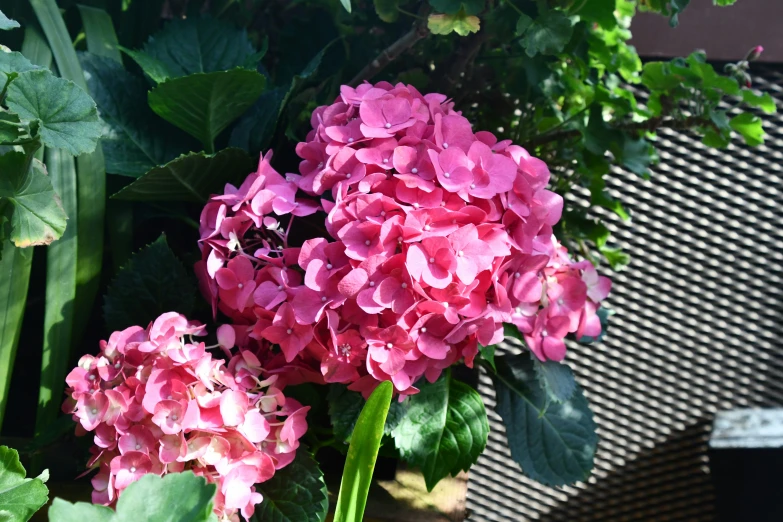 pink flowers sitting in a vase by the wall