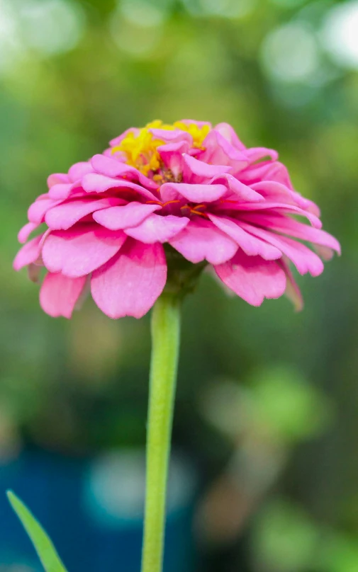 a close up of a flower growing outside