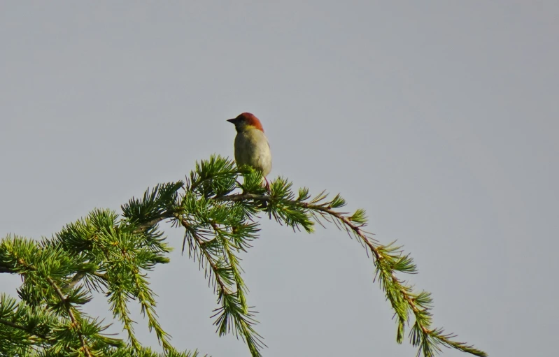 a bird sitting on a tree nch during the day