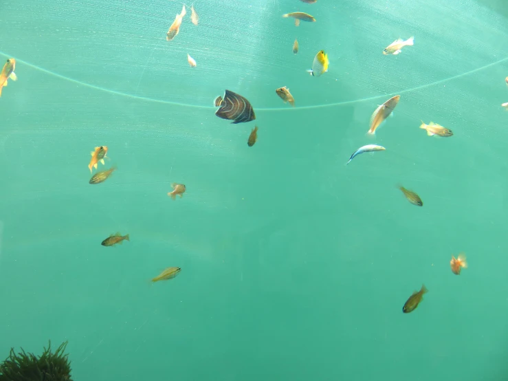 an aquarium filled with fish swimming in water