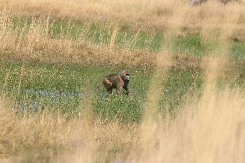 a bear walks through tall grass on a field