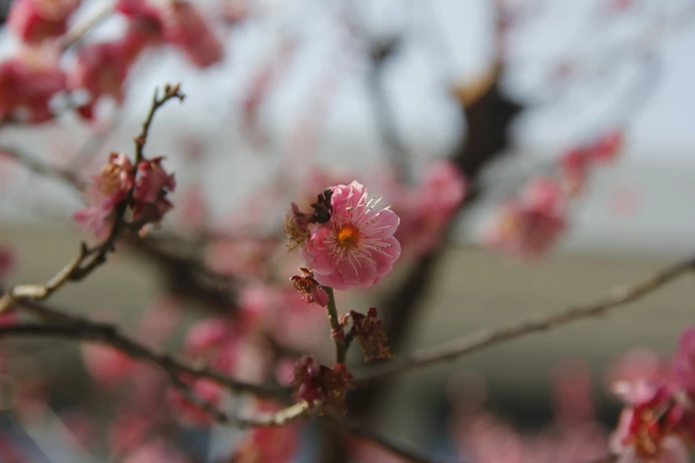 a pink flowering tree with lots of pink flowers