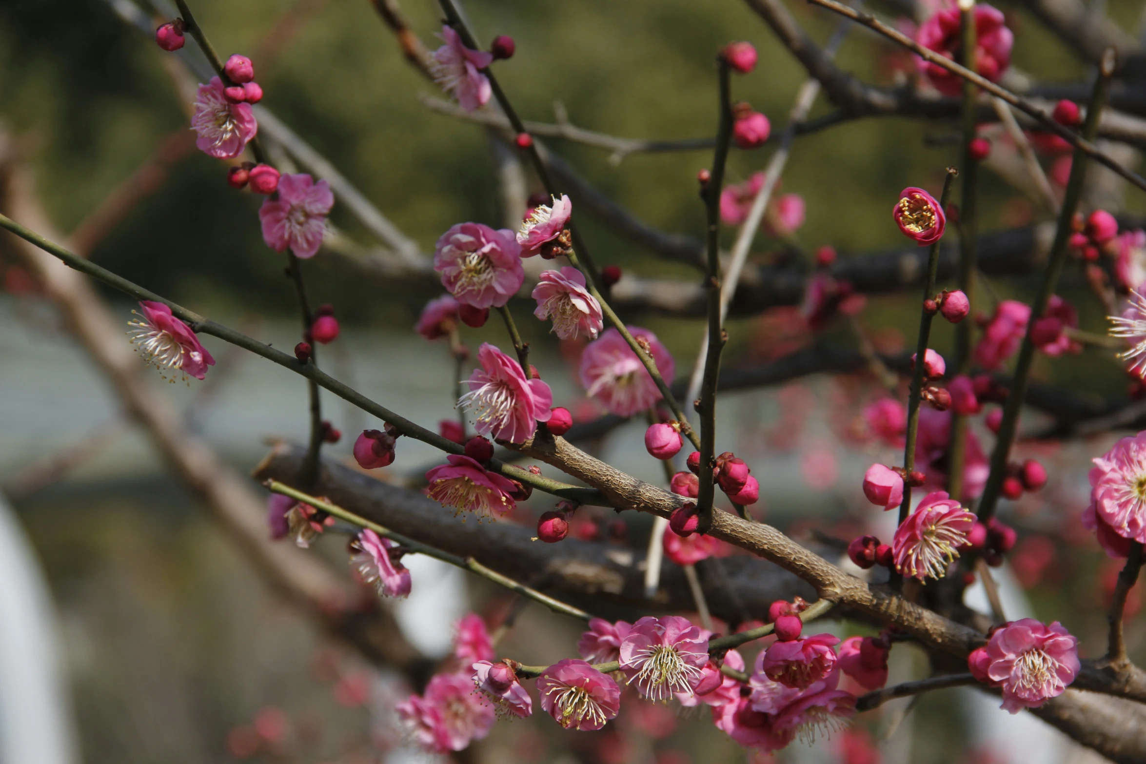 pink flowers blooming on a tree nch in the sun