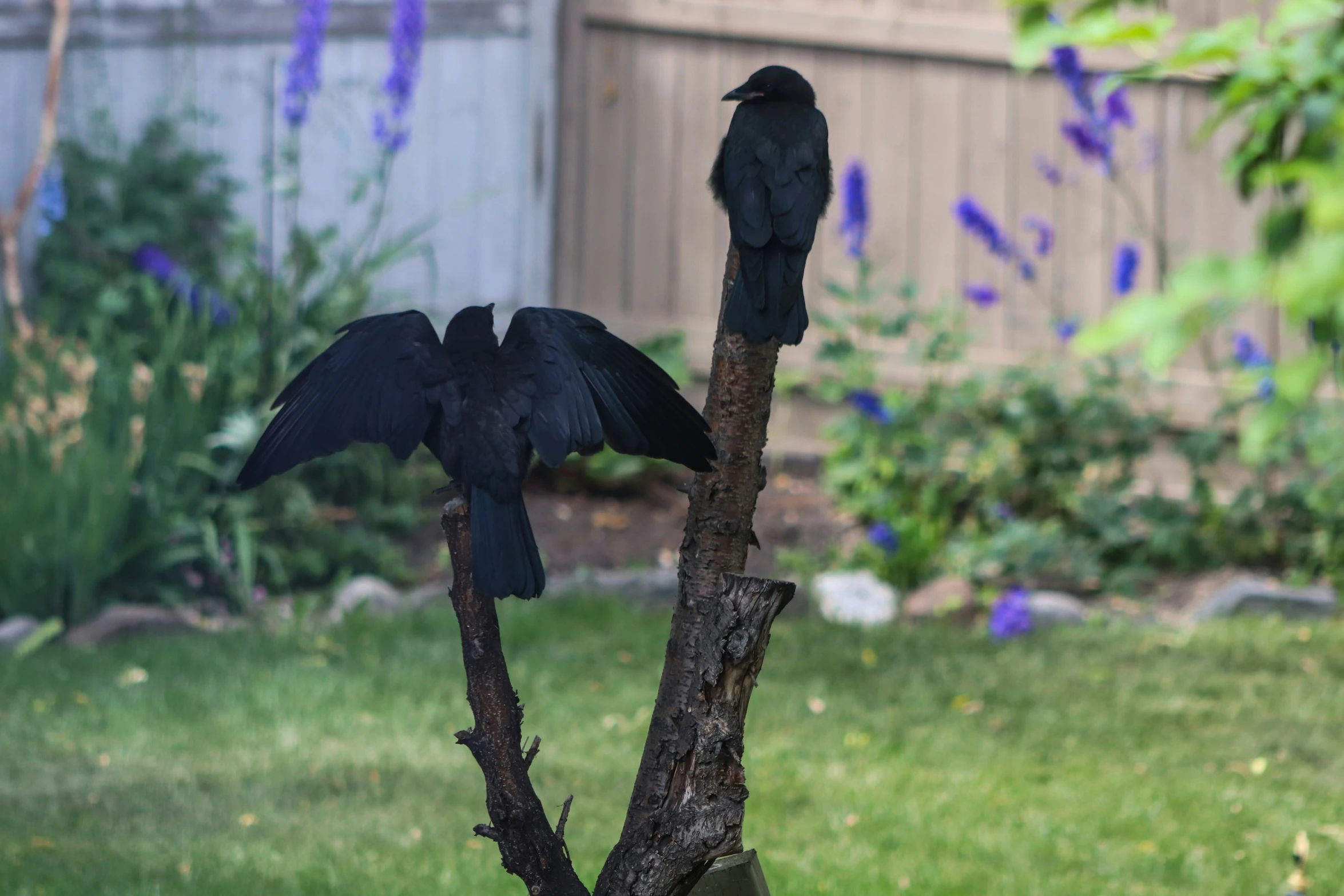 black bird on a nch with another bird perched on the end