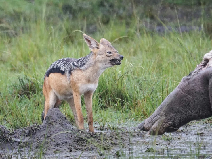 the animals are trying to get into the muddy pool