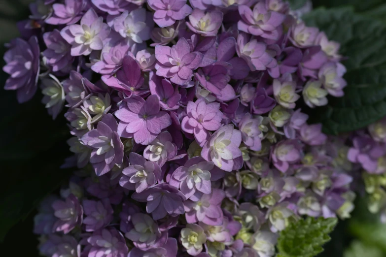 close up of the beautiful purple flowers in the garden