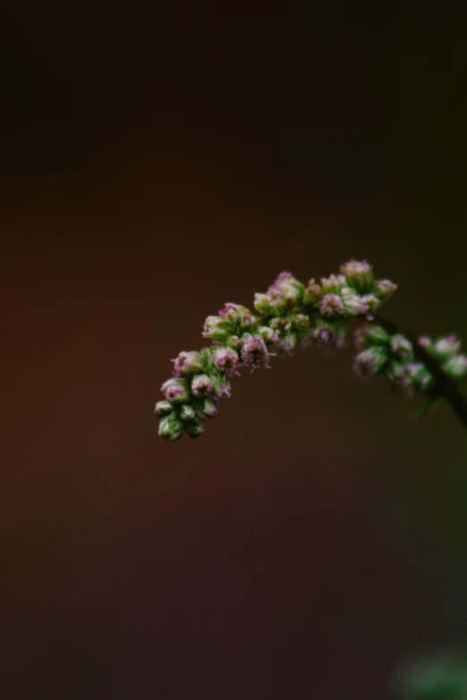 this is the plant in front of a dark background