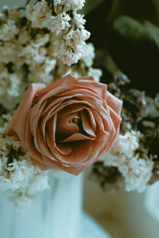 a pink rose that is in some snow