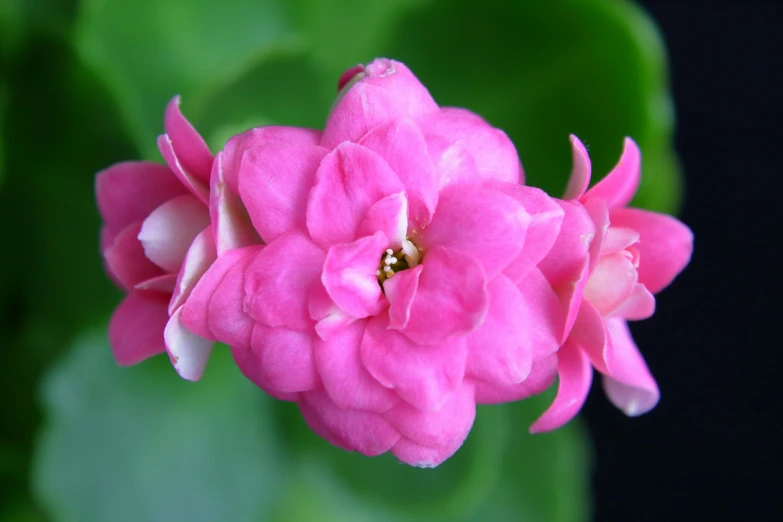 a flower that is pink with leaves around it