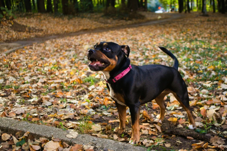 a black and brown dog standing on top of leaves