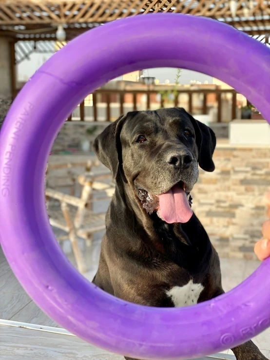 the dog is sitting next to an open purple ring